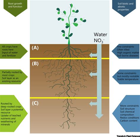 Digging Deeper For Agricultural Resources The Value Of Deep Rooting Trends In Plant Science