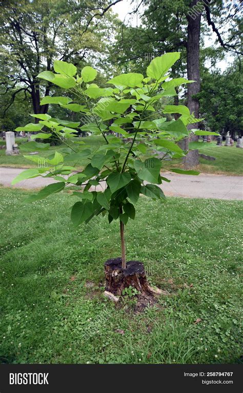 Young Sapling Tree Image And Photo Free Trial Bigstock