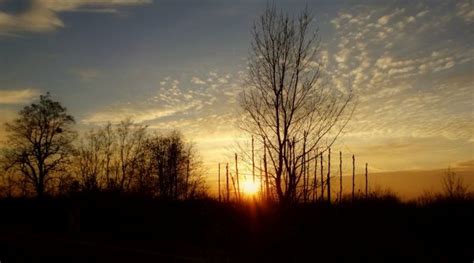 Bildet Landskap Tre Natur Horisont Gren Vinter Sky Anlegg Sol