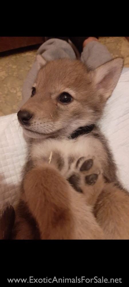 Coyote Pups For Sale for Sale