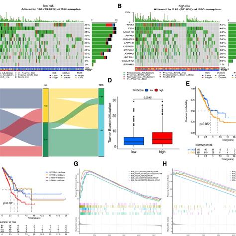 Validation Of The Correlation With Tumor Mutation Burden And Risk Score Download Scientific