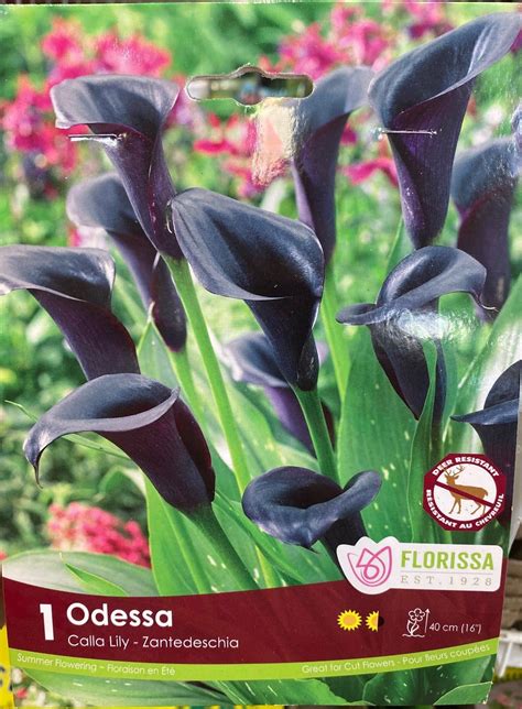 Spring Bulbs-Odessa Calla Lily-Florissa - Blue Grass Nursery, Sod and Garden Centre: Calgary ...