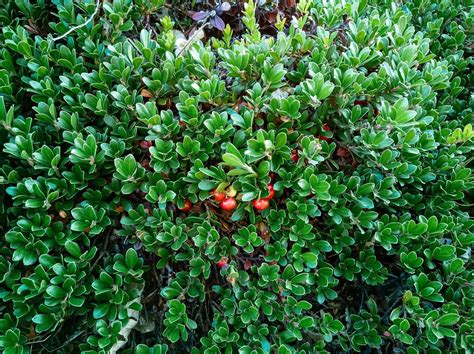 25 Evergreen Ground Covers That Add Year-Round Color – Garden Betty