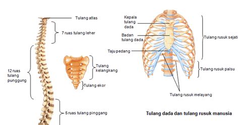 Arti Kedutan Tulang Ekor: Penyebab dan Cara Mengatasi - newsimbol.com