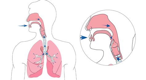 What Happens During Normal Breathing Care For You