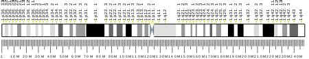 CD34 - Wikipedia