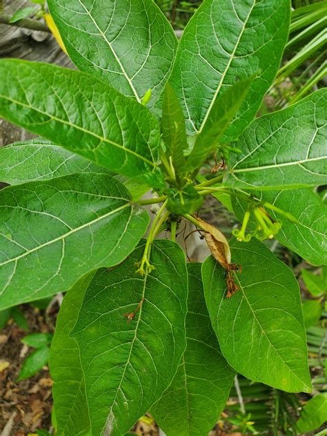 Carica Quercifolia Oak Leaf Papaya — Raindance Seeds