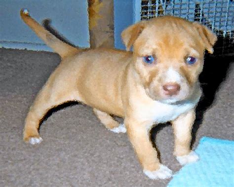 Red Nose Pitbulls With Blue Eyes