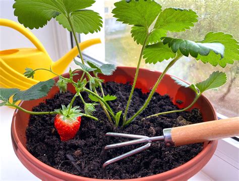 Tips For Growing Strawberries Indoors