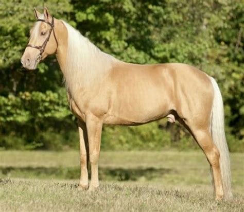 Palomino Horses History Fun Facts Photos And Care Artofit