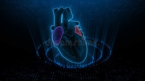 Function of Right Atrium and Left Atrium of Human Heart Stock ...