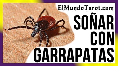 Soñar con Garrapatas Qué Significados Tiene YouTube