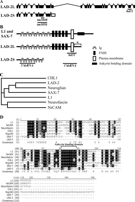 The Lad 2 Gene Encodes A Noncanonical L1CAM Homologue In C Elegans