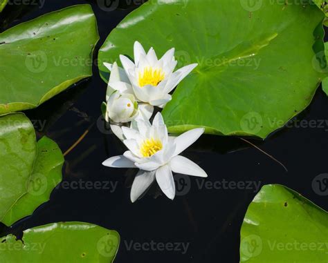 Water lily flower 21149695 Stock Photo at Vecteezy