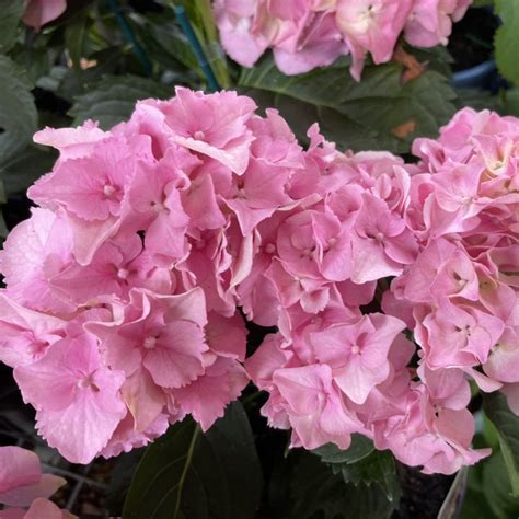 Hydrangea Dwarf Pink Mother Earth Nursery