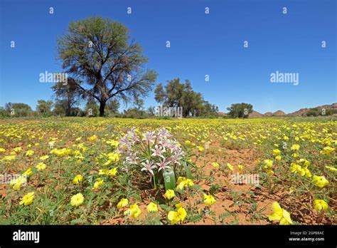 Namibia Flowers Blooming Hi Res Stock Photography And Images Alamy