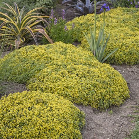 Yellow Sedum