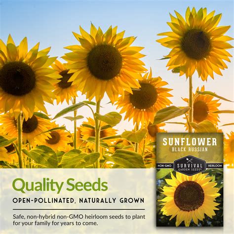 Black Russian Sunflower Seeds For Planting Survivalgardenseeds