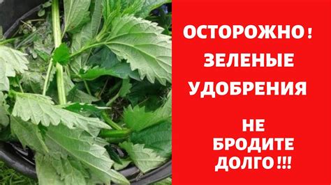 ОСТОРОЖНО- ЗЕЛЕНЫЕ УДОБРЕНИЯ ! ! ! - YouTube