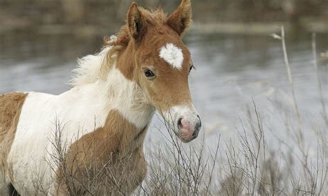 The Saltwater Ponies - COWGIRL Magazine