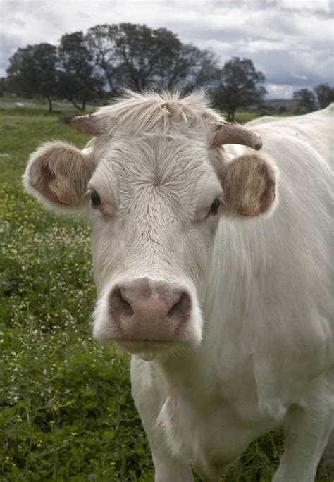 Ganado De Charolais Foto De Archivo Imagen De Ganados 25342958