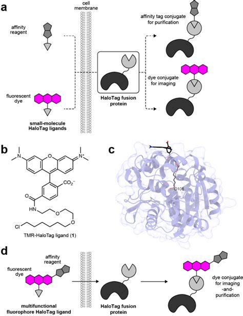 Multifunctional Fluorophores To Enable Both Live Cell Fluorescence Download Scientific Diagram