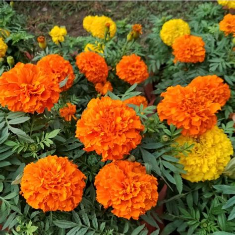 How To Fertilize Marigolds Secrets To Keep Marigolds Blooming