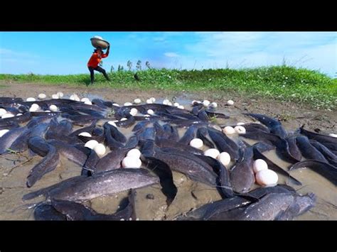 Amazing Hand Fishing Catch A Lots Of Catfish And Pick Duck Eggs In The