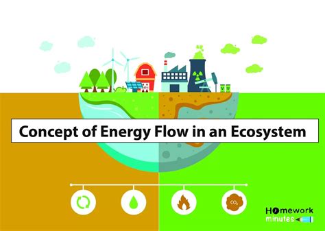 Concept of Energy Flow in an Ecosystem | Homework Minutes