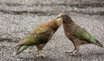 Kea Parrot Bird - Facts, Information & Pictures