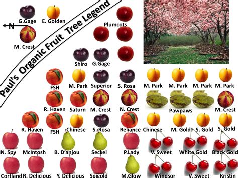 Fruit Tree Beginning With E | Fruit Trees