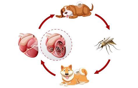 Crucial Facts About The Heartworm Life Cycle Lovetoknow