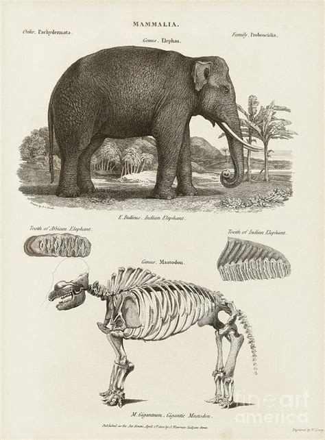 Elephant And Mastodon, 19th Century Photograph by Middle Temple Library ...