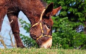 Kostenloses Foto Esel Hausesel Equus Asinus Asinus Kostenloses