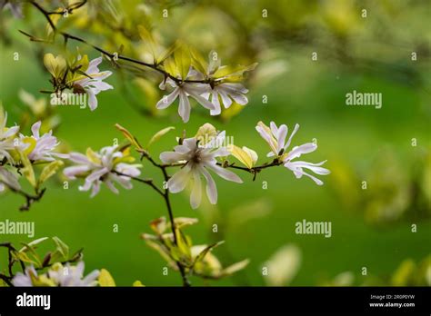 White Magnolia Stellata Star Stock Photo Alamy