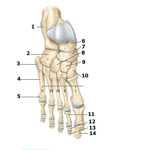 Tarsals Metatarsals And Phalanges Right Superiorview Diagram Quizlet