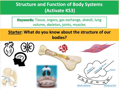 Structure And Function Of Body Systems Activate KS3 Teaching Resources