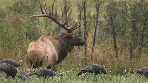 Elk Bugling - NWF | Ranger Rick