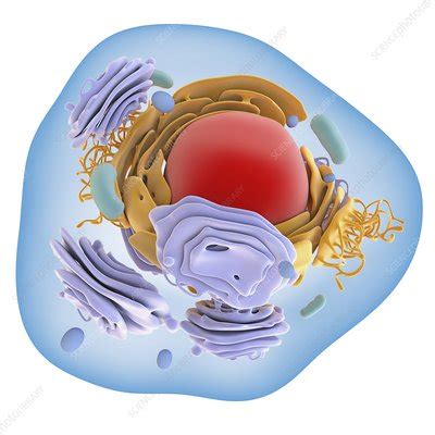 Animal cell organelles, artwork - Stock Image - C016/0621 - Science ...