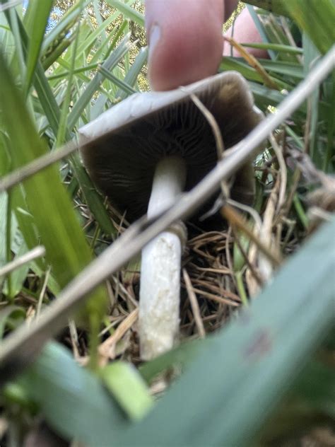 White mushroom growing in lawn: identify : r/foraging