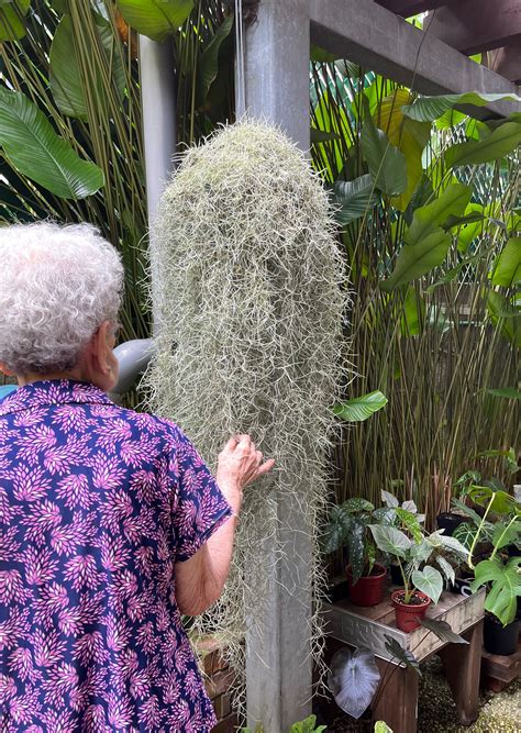 Air Plant Spanish Moss Tillandsia Usneoides Furniture And Home