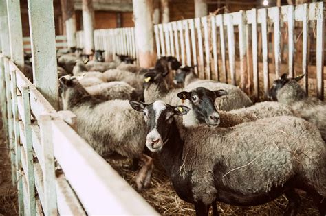 Продажа овец романовской породы - КХ НИВА