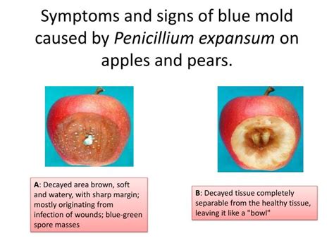 PPT - Penicillium Expansum PowerPoint Presentation - ID:2005284