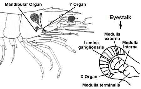 Role Of Hormones In Shrimp Growth Reproduction Responsible Seafood