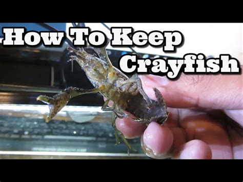 Crayfish In Water