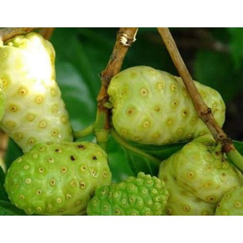 Jual Buah Mengkudu Cangkudu Herbal Segar Shopee Indonesia