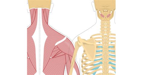 Obliquus Capitis Inferior Muscle Origin Insertion And Action