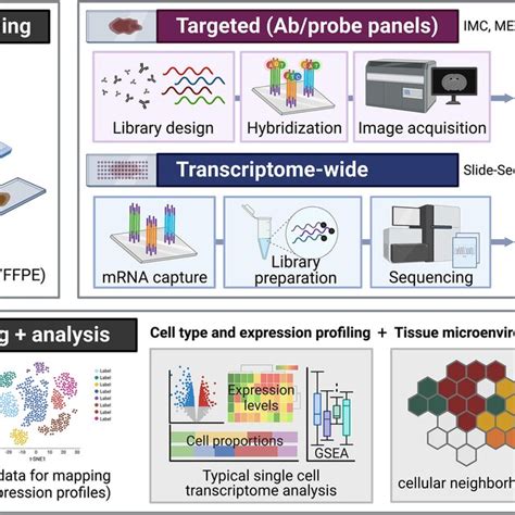 Pdf Spatial Omics Technologies At Multimodal And Single Cell