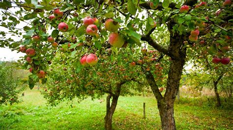 Apfelb Ume Pflanzen Und Pflegen Ndr De Ratgeber Garten Nutzpflanzen