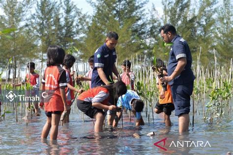 Pt Timah Tanam Mangrove Di Pantai Menuang Bangka Tengah Antara